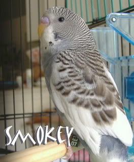 smokey.jpg