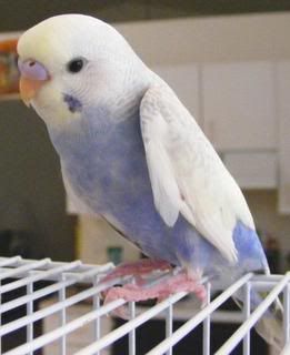 2008_0515pets0056.jpg