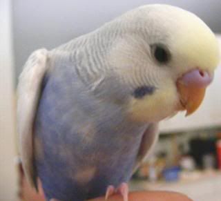 2008_0515pets0058.jpg