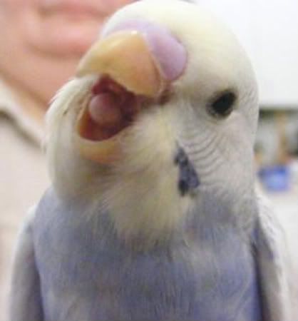 2008_0515pets0064-1.jpg