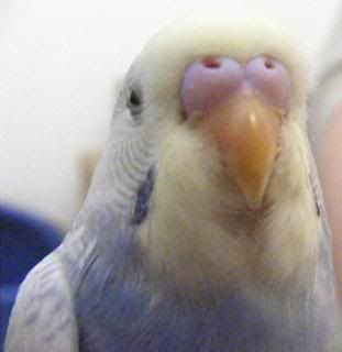 2008_0515pets0065.jpg