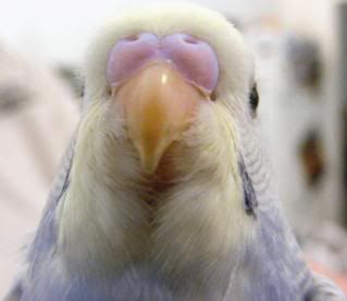 2008_0515pets0066.jpg