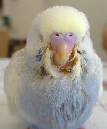 Turk7.jpg