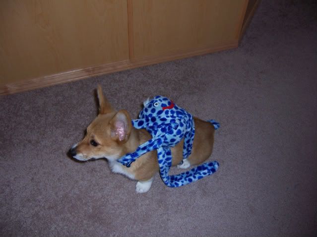 Emma and the Octopus