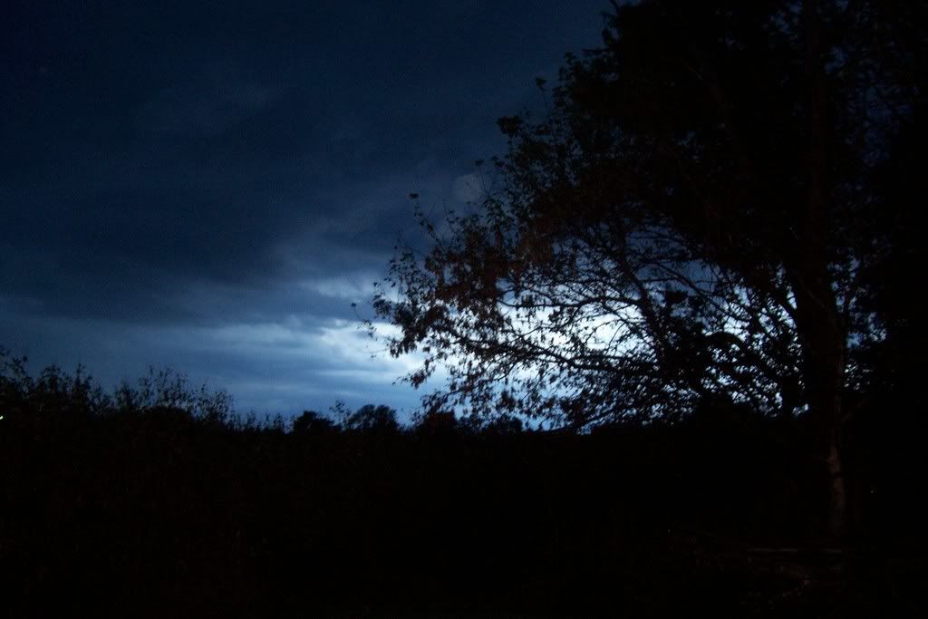 Dark Tree Background