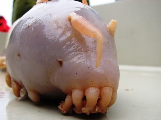 sea pig Pictures, Images and Photos