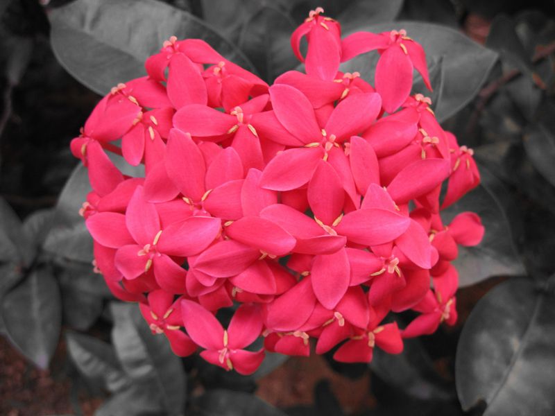 ixora