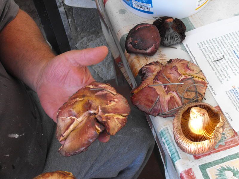 Spanish mushroom id?