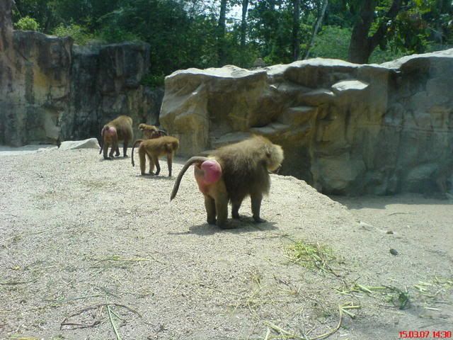 Photo Sharing and Video Hosting at Photobucket