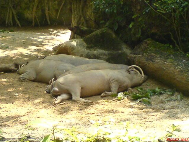 Photo Sharing and Video Hosting at Photobucket