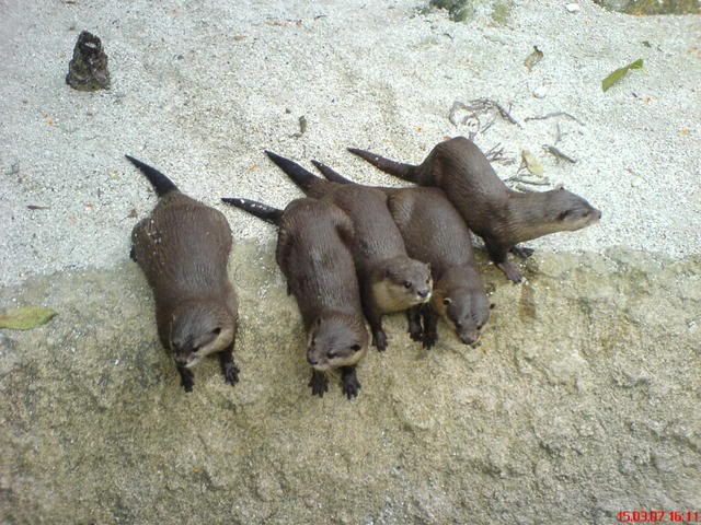 Photo Sharing and Video Hosting at Photobucket