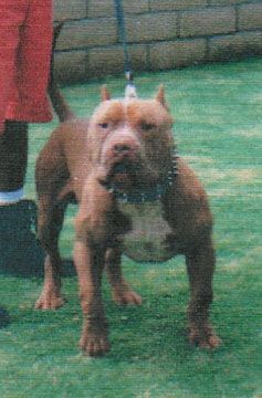 picture of dog