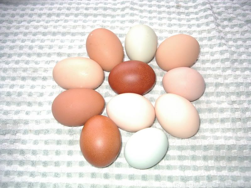 11eggs001.jpg