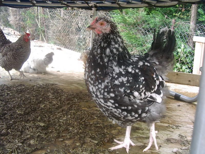 ChicksAllGrownUp006.jpg