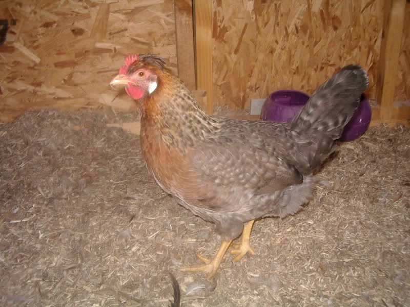 ChicksAllGrownUp011.jpg