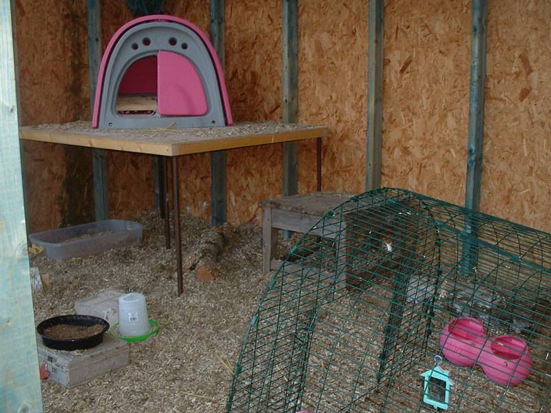 Wheaten Pekins