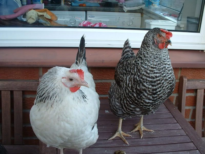Obanandmorechooks038.jpg