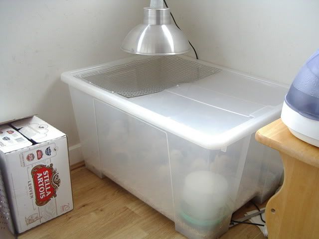 brooder001.jpg