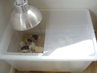 brooder004.jpg