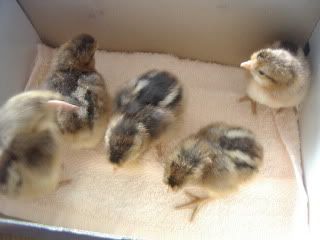 chicks003.jpg