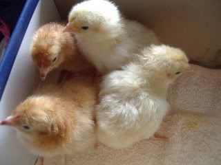 chicks012.jpg