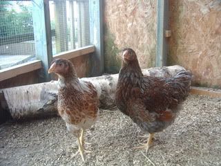 wyandottes14weeks002.jpg