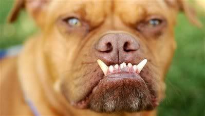 ugly dog photo: ugly dog dog.jpg