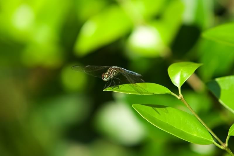 IMAGE: http://i29.photobucket.com/albums/c258/surfologist/IMG_6165.jpg