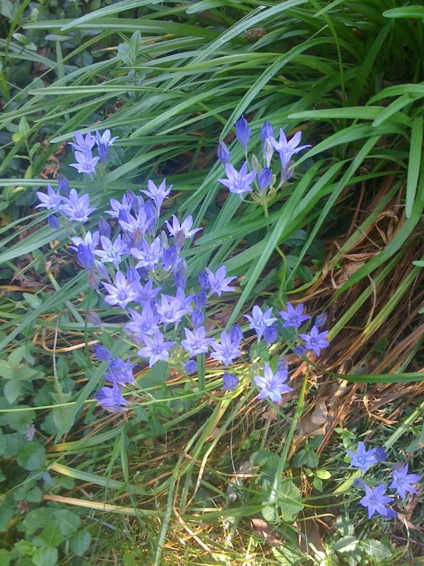 blue cluster of flowers on a tall stem