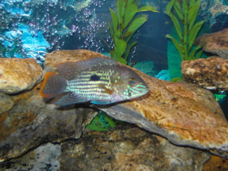 Cichlid Forum • Jaguar