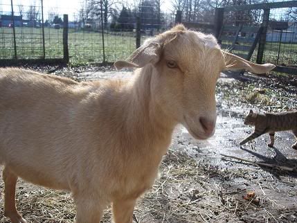 Pic's of my new baby...and my old babies - Goats