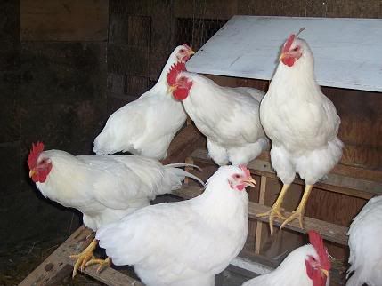 An AWESOME day at Happy Tales Farm! - Countryside Families