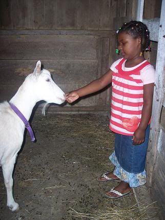 What breed of goat is best? - Goats