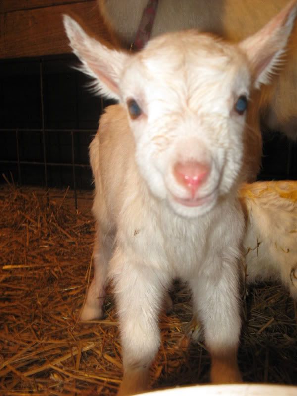 Maybe thinking about selling my Nubians. . . - Goats