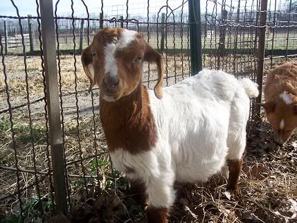 Pic's of my new baby...and my old babies - Goats