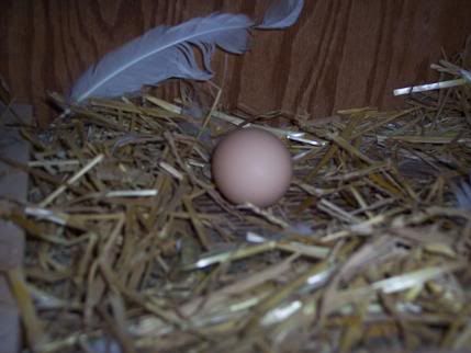 An AWESOME day at Happy Tales Farm! - Countryside Families