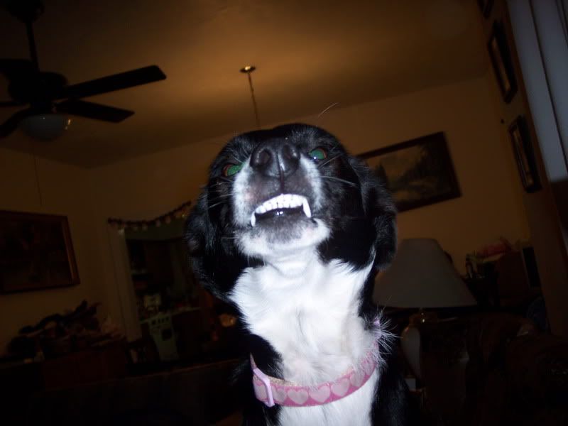 If you like ears, then you'll like this pic! - Goats