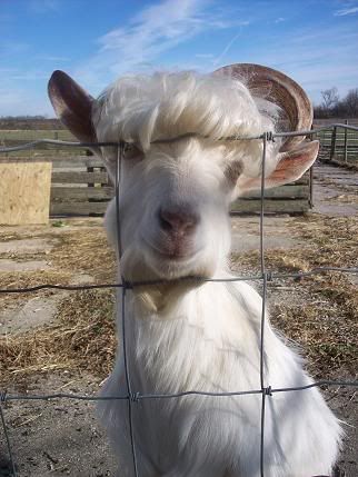 Pic's of my new baby...and my old babies - Goats