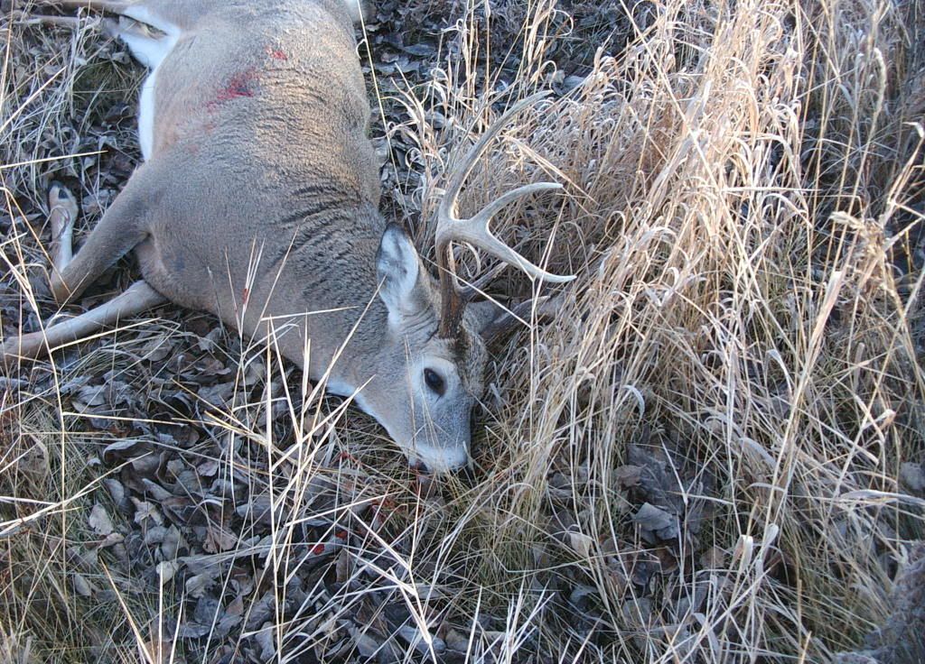Deer004.jpg