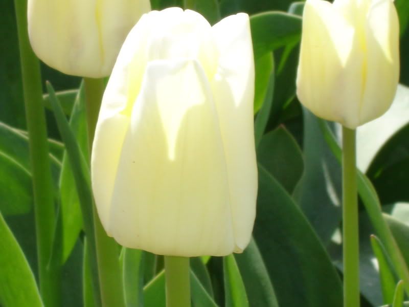 white tulip Pictures, Images and Photos