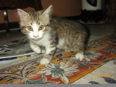 Image hosting by Photobucket