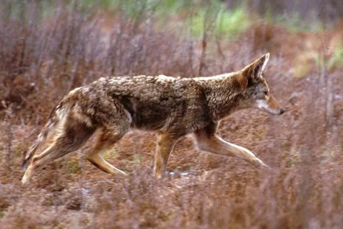 Coyote_USFWS.jpg