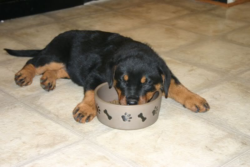 I am under feeding my puppy!