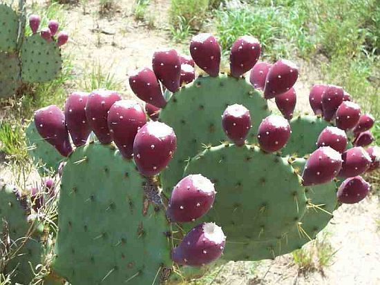 prickly-pear-cactus-1_DUb1D_11446_zps5fa69874.jpg