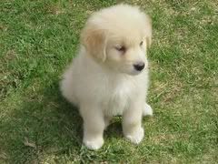 puppy2.jpg