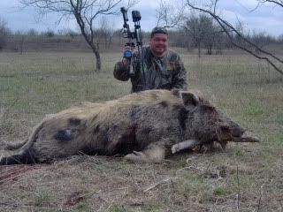 Piebald Pigs