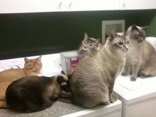 Cats.jpg