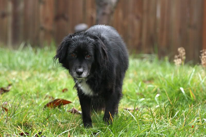 IMAGE: http://i29.photobucket.com/albums/c267/dontshootmek/IMG_0511a.jpg