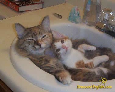 cute-kittens-in-sink-img113.jpg