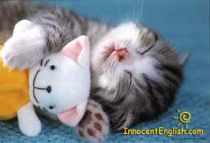 cute-sleeping-kitty-11.jpg